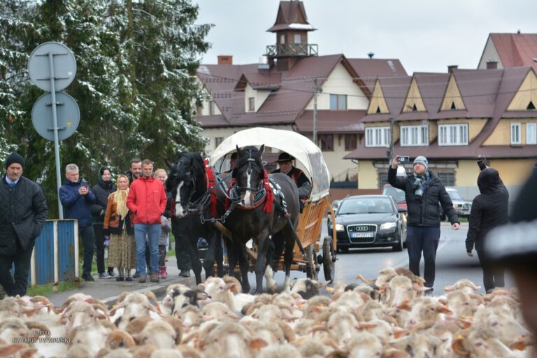 Sezon wypasu owiec rozpoczęty w Ludźmierzu